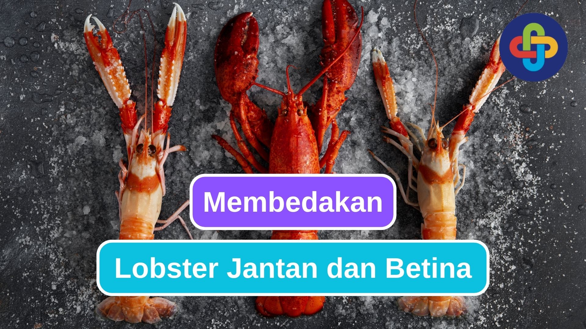 5 Tanda yang Membedakan Lobster Jantan dan Betina